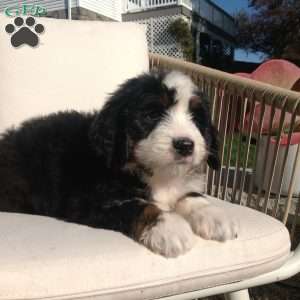 Molly, Bernedoodle Puppy